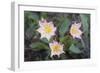 WA. Tweedy's Lewisia, a showy eastern Washington wildflower, in bloom at Tronsen Ridge.-Gary Luhm-Framed Photographic Print