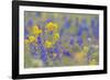 WA. Yellow Western Wallflower and Rockslide Larkspur at Hurricane Ridge, Olympic NP.-Gary Luhm-Framed Photographic Print