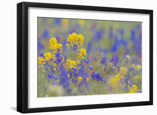 WA. Yellow Western Wallflower and Rockslide Larkspur at Hurricane Ridge, Olympic NP.-Gary Luhm-Framed Photographic Print