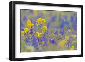 WA. Yellow Western Wallflower and Rockslide Larkspur at Hurricane Ridge, Olympic NP.-Gary Luhm-Framed Photographic Print