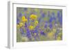 WA. Yellow Western Wallflower and Rockslide Larkspur at Hurricane Ridge, Olympic NP.-Gary Luhm-Framed Photographic Print