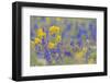 WA. Yellow Western Wallflower and Rockslide Larkspur at Hurricane Ridge, Olympic NP.-Gary Luhm-Framed Photographic Print