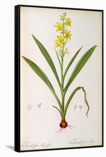 Wachendorfia Thyrsiflora, from 'Les Liliacees', C.1805-Pierre Joseph Redoute-Framed Stretched Canvas