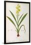 Wachendorfia Thyrsiflora, from 'Les Liliacees', C.1805-Pierre Joseph Redoute-Framed Giclee Print