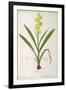 Wachendorfia Thyrsiflora, from 'Les Liliacees', C.1805-Pierre Joseph Redoute-Framed Giclee Print