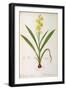 Wachendorfia Thyrsiflora, from 'Les Liliacees', C.1805-Pierre Joseph Redoute-Framed Giclee Print