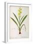 Wachendorfia Thyrsiflora, from 'Les Liliacees', C.1805-Pierre Joseph Redoute-Framed Giclee Print