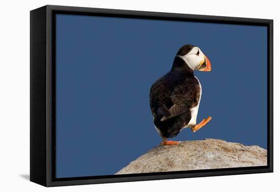 Waddling Puffin-Howard Ruby-Framed Stretched Canvas