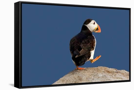 Waddling Puffin-Howard Ruby-Framed Stretched Canvas