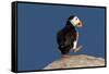 Waddling Puffin-Howard Ruby-Framed Stretched Canvas