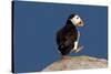 Waddling Puffin-Howard Ruby-Stretched Canvas