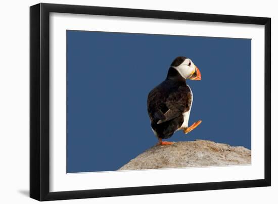 Waddling Puffin-Howard Ruby-Framed Premium Photographic Print