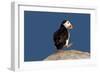 Waddling Puffin-Howard Ruby-Framed Premium Photographic Print