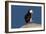 Waddling Puffin-Howard Ruby-Framed Photographic Print