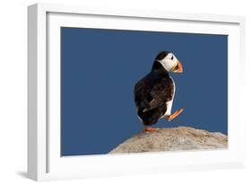 Waddling Puffin-Howard Ruby-Framed Photographic Print