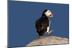 Waddling Puffin-Howard Ruby-Mounted Photographic Print