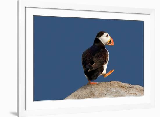 Waddling Puffin-Howard Ruby-Framed Photographic Print