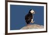 Waddling Puffin-Howard Ruby-Framed Photographic Print