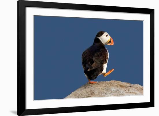 Waddling Puffin-Howard Ruby-Framed Photographic Print