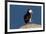 Waddling Puffin-Howard Ruby-Framed Photographic Print