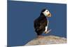 Waddling Puffin-Howard Ruby-Mounted Photographic Print