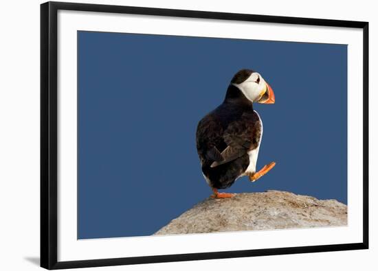 Waddling Puffin-Howard Ruby-Framed Photographic Print