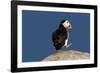 Waddling Puffin-Howard Ruby-Framed Photographic Print