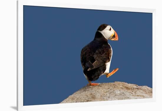 Waddling Puffin-Howard Ruby-Framed Photographic Print