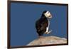 Waddling Puffin-Howard Ruby-Framed Photographic Print