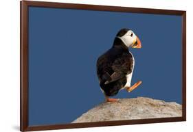 Waddling Puffin-Howard Ruby-Framed Photographic Print