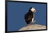 Waddling Puffin-Howard Ruby-Framed Photographic Print