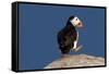 Waddling Puffin-Howard Ruby-Framed Stretched Canvas