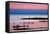 Waders on Sea Shore at Sunset, Hallig Hooge, Germany, April 2009 Wwe Book-Novák-Framed Stretched Canvas