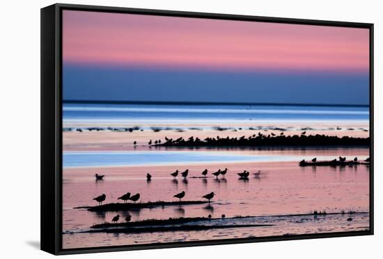 Waders on Sea Shore at Sunset, Hallig Hooge, Germany, April 2009 Wwe Book-Novák-Framed Stretched Canvas