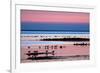 Waders on Sea Shore at Sunset, Hallig Hooge, Germany, April 2009 Wwe Book-Novák-Framed Photographic Print