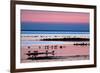 Waders on Sea Shore at Sunset, Hallig Hooge, Germany, April 2009 Wwe Book-Novák-Framed Photographic Print