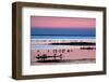 Waders on Sea Shore at Sunset, Hallig Hooge, Germany, April 2009 Wwe Book-Novák-Framed Photographic Print