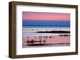 Waders on Sea Shore at Sunset, Hallig Hooge, Germany, April 2009 Wwe Book-Novák-Framed Photographic Print