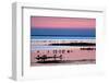 Waders on Sea Shore at Sunset, Hallig Hooge, Germany, April 2009 Wwe Book-Novák-Framed Photographic Print