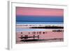 Waders on Sea Shore at Sunset, Hallig Hooge, Germany, April 2009 Wwe Book-Novák-Framed Photographic Print