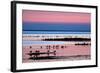 Waders on Sea Shore at Sunset, Hallig Hooge, Germany, April 2009 Wwe Book-Novák-Framed Photographic Print