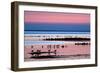 Waders on Sea Shore at Sunset, Hallig Hooge, Germany, April 2009 Wwe Book-Novák-Framed Photographic Print