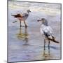 Waders-Lucia Heffernan-Mounted Art Print