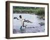 Wading Across Zambezi River, Victoria Falls, Mosi-Oa-Tunya National Park, Zambia-Paul Souders-Framed Photographic Print