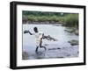 Wading Across Zambezi River, Victoria Falls, Mosi-Oa-Tunya National Park, Zambia-Paul Souders-Framed Photographic Print