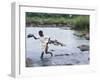 Wading Across Zambezi River, Victoria Falls, Mosi-Oa-Tunya National Park, Zambia-Paul Souders-Framed Photographic Print