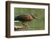 Wading Into The Unknown-Darlene Hewson-Framed Photographic Print