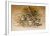 Wagati Cat, 1851-69-Joseph Wolf-Framed Giclee Print