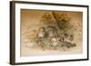 Wagati Cat, 1851-69-Joseph Wolf-Framed Giclee Print