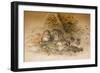 Wagati Cat, 1851-69-Joseph Wolf-Framed Giclee Print